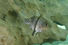 Sphaeramia orbicularis