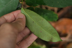 Anodendron benthamianum