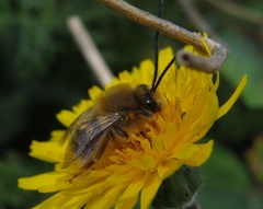 Eucera algira