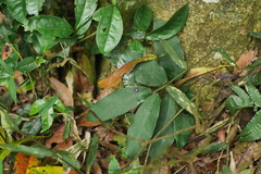 Anodendron benthamianum