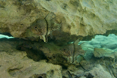 Sphaeramia orbicularis