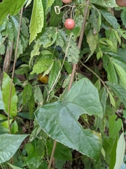 Zehneria japonica