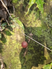 Zehneria japonica