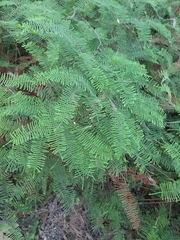 Gleichenia microphylla