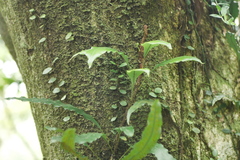 Lepidomicrosorium