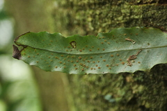 Lepidomicrosorium