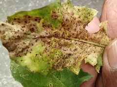Puccinia hieracii
