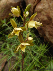 Eulophia coddii