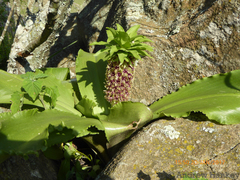 Eucomis montana