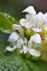 Lamium turkestanicum