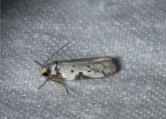Philobota transversella