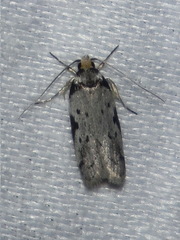 Philobota transversella