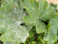 Golovinomyces tabaci