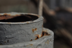 Entelecara acuminata