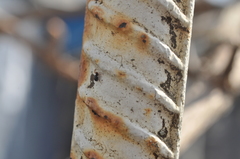 Entelecara acuminata