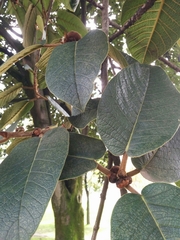 Ficus tequendamae