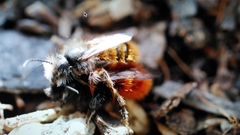 Osmia cornuta