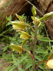 Eulophia coddii