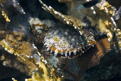 Pinctada margaritifera