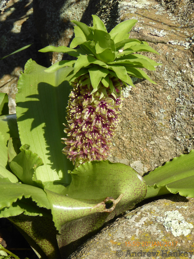 Eucomis montana, South Africa
