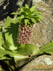 Eucomis montana