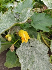 Golovinomyces tabaci