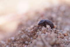 Maladera holosericea