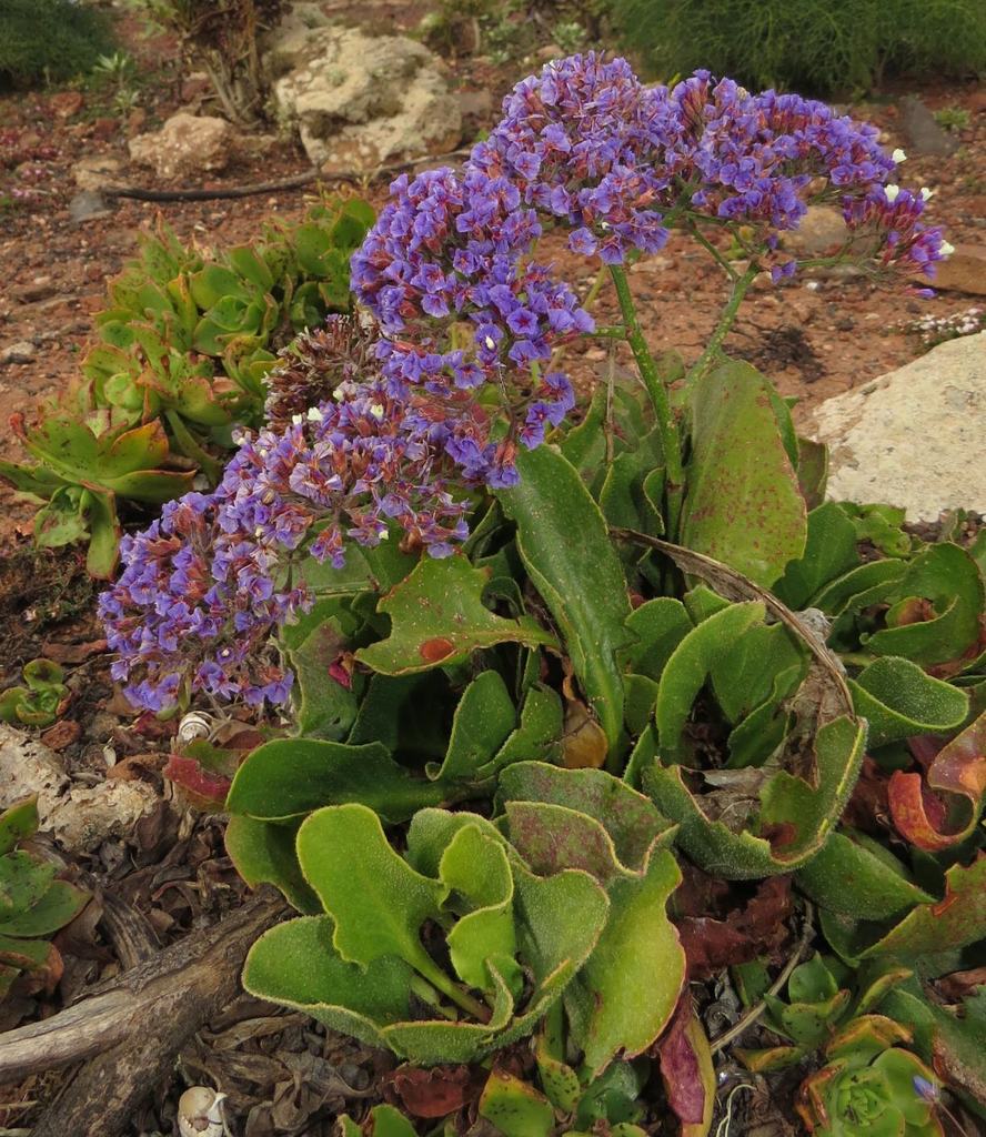Limonium bourgeaui
