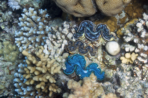 Small Giant Clam — seen at this dive site