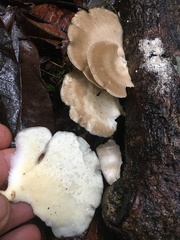 Favolus spatulatus