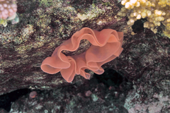 Hexabranchus