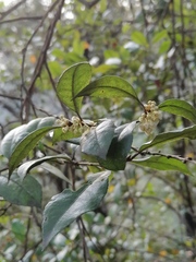Lyonia squamulosa