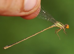 Pseudagrion punctum