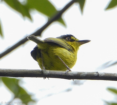 Todirostrum poliocephalum