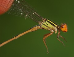 Pseudagrion punctum