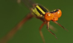 Pseudagrion punctum