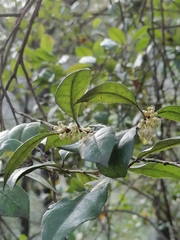 Lyonia squamulosa