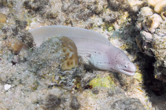 Gymnothorax griseus