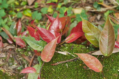 Ficus nipponica iNat (2)