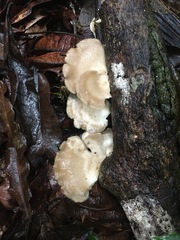 Favolus spatulatus