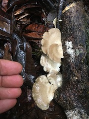 Favolus spatulatus