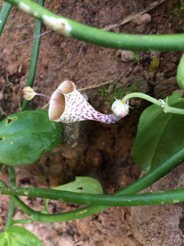 Ceropegia distincta