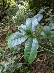 Osmanthus