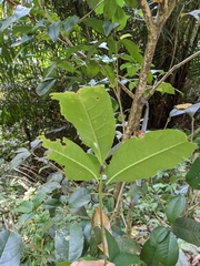 Osmanthus