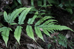 Tectaria subtriphylla