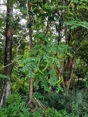 Adenanthera pavonina