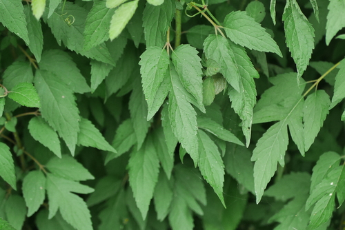 Eupatorium formosanum iNat (1)