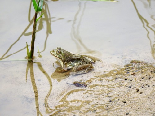 Common skittering frog
