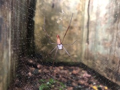 Nephila cornuta