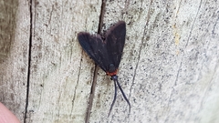 Pollanisus subdolosa